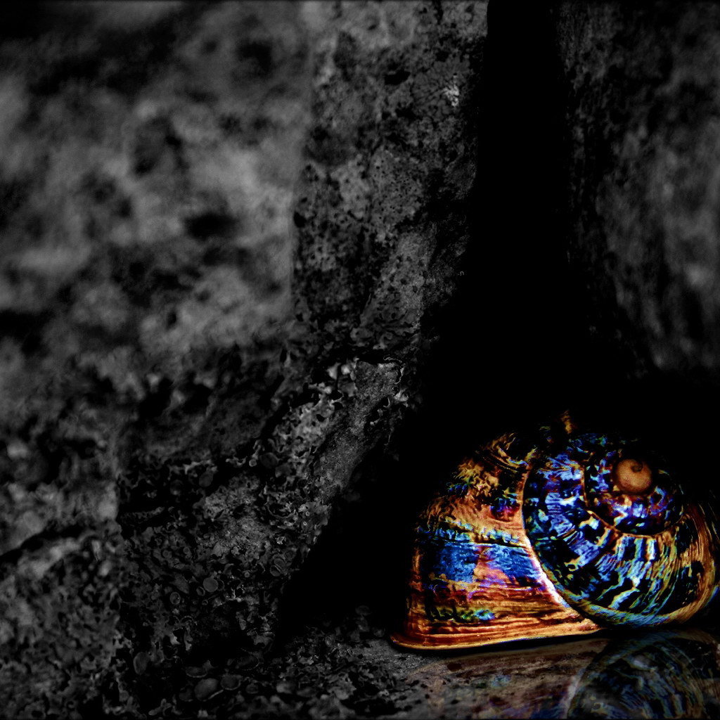 Разноцветная ракушка