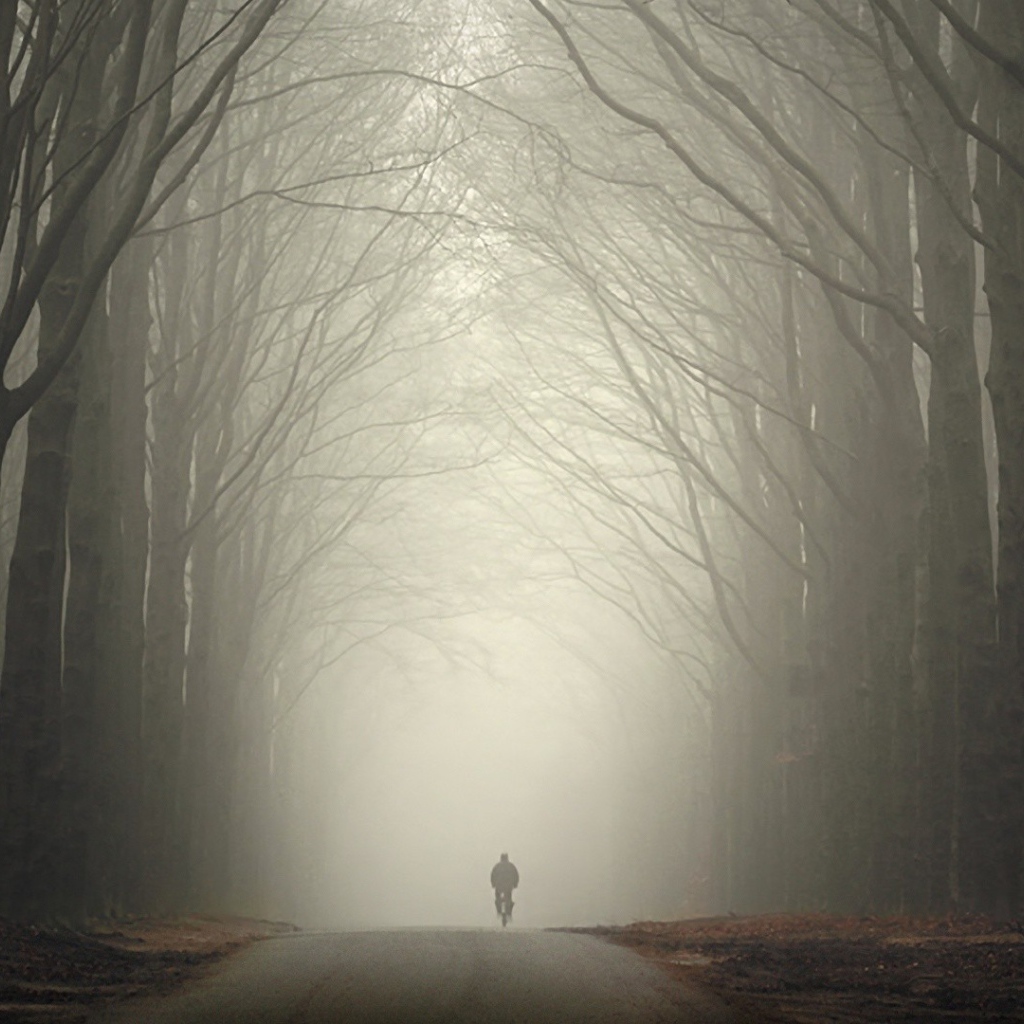 Велосипедист в туманном лесу