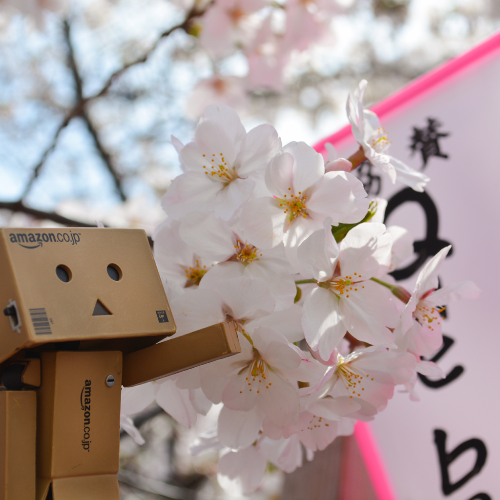 Дандо и цветущая вишня