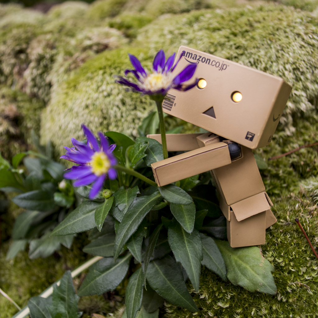 Дандо обнимает цветок