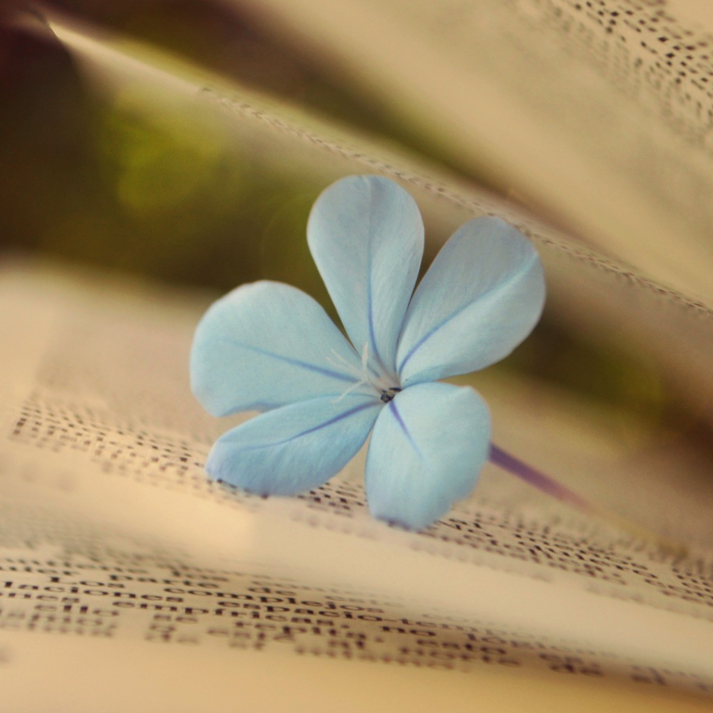 Нежный цветок среди страниц книги