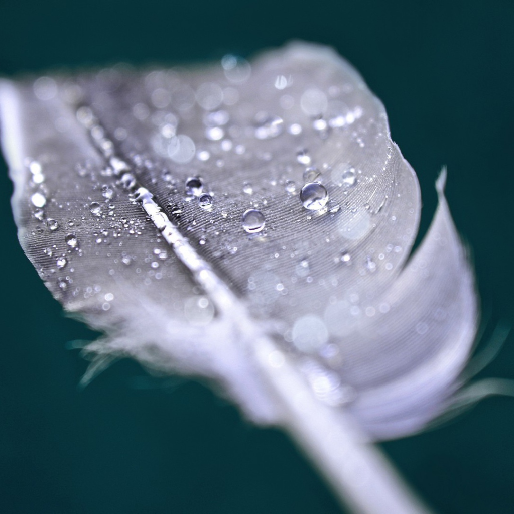 Капли воды на пере