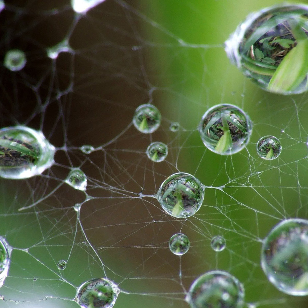 Капли на паутине