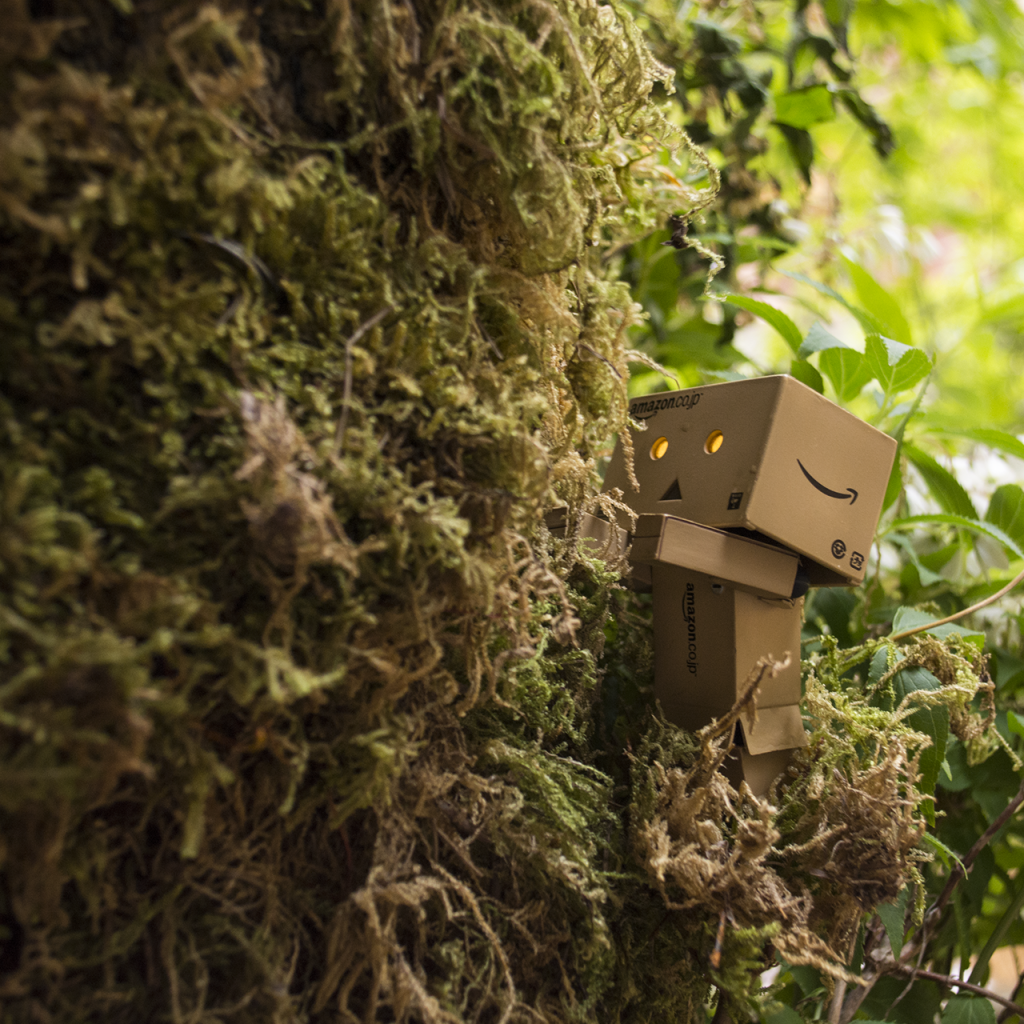 Дандо в японском саду