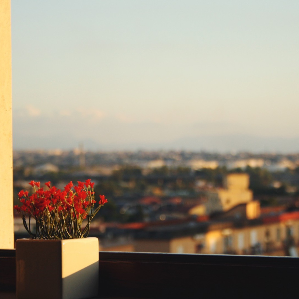 Горшок с красными цветами на подоконнике