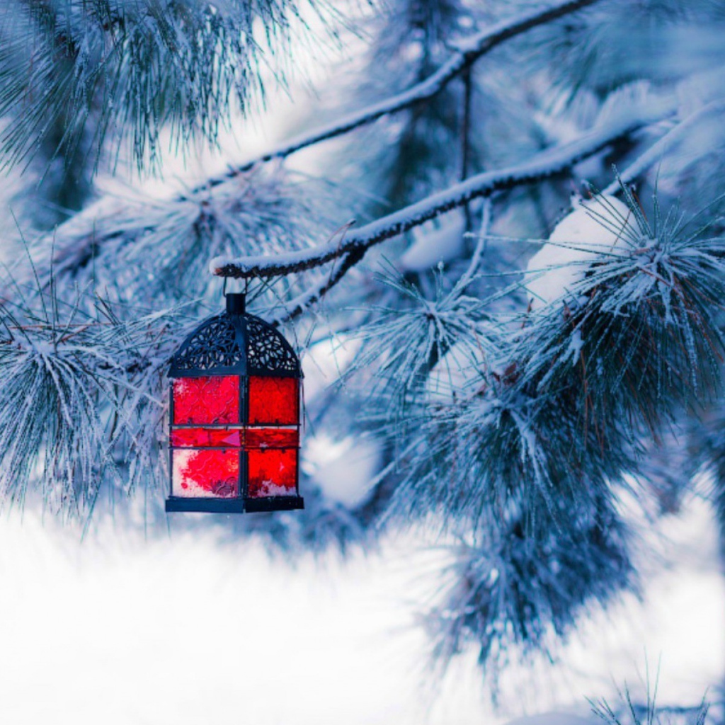 Красный фонарик на еловой ветке