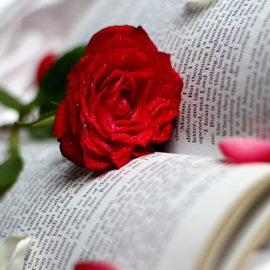 Красная роза среди страниц