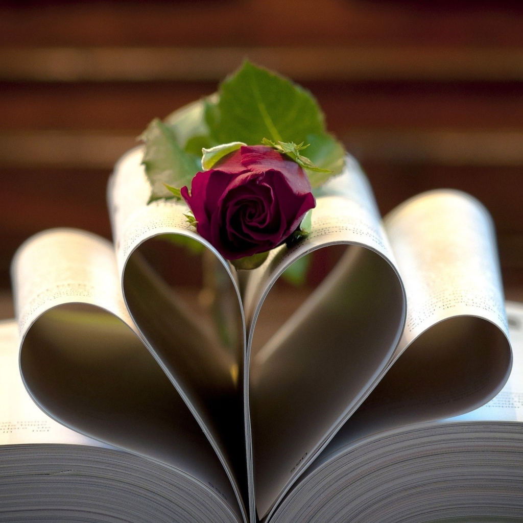 Роза на свернутых листах книги