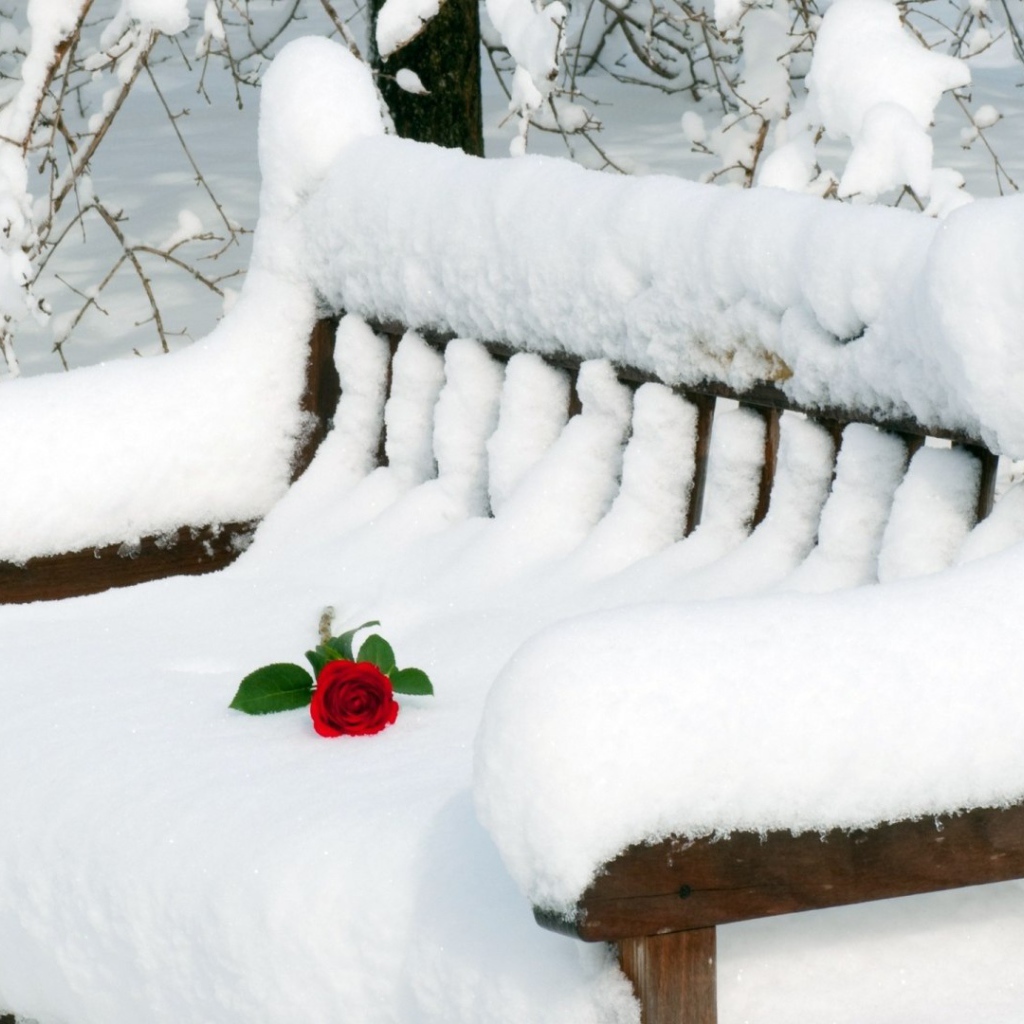 Роза на заснеженной скамье