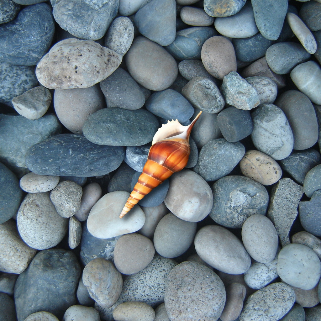 Ракушка на синих камнях