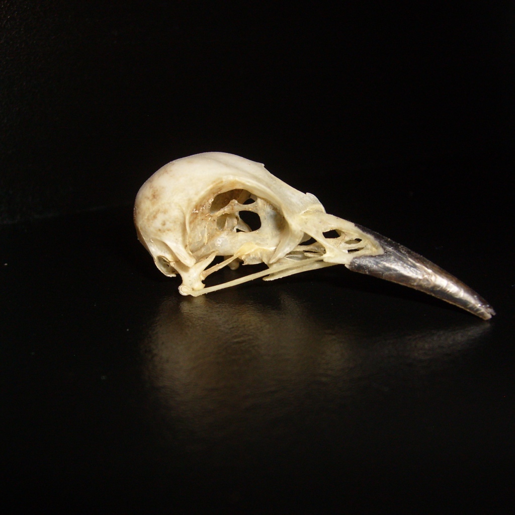 Череп птицы на черном фоне