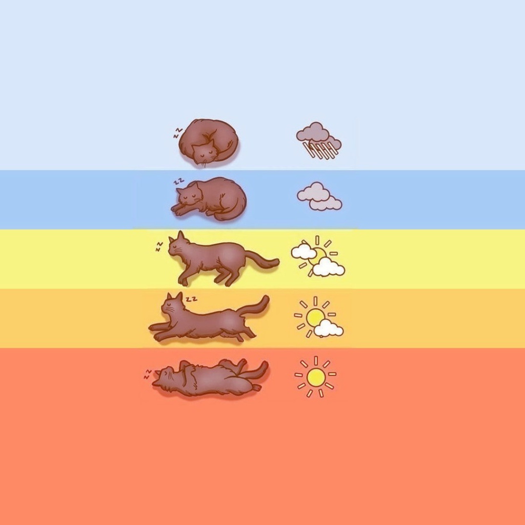 Прогноз погоды по коту