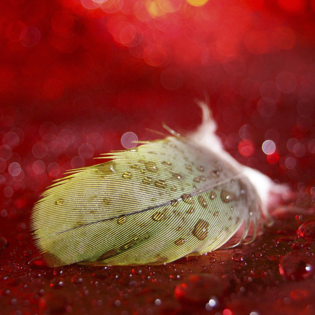 Мокрое перо на красной поверхности