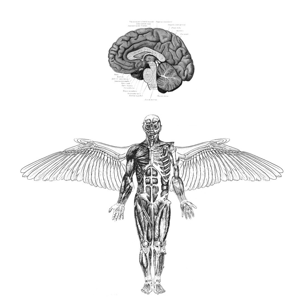 Анатомия летающего человека