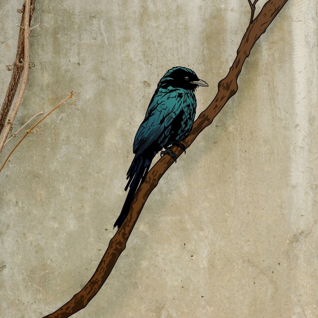 Грач на ветке, рисунок на пергаменте