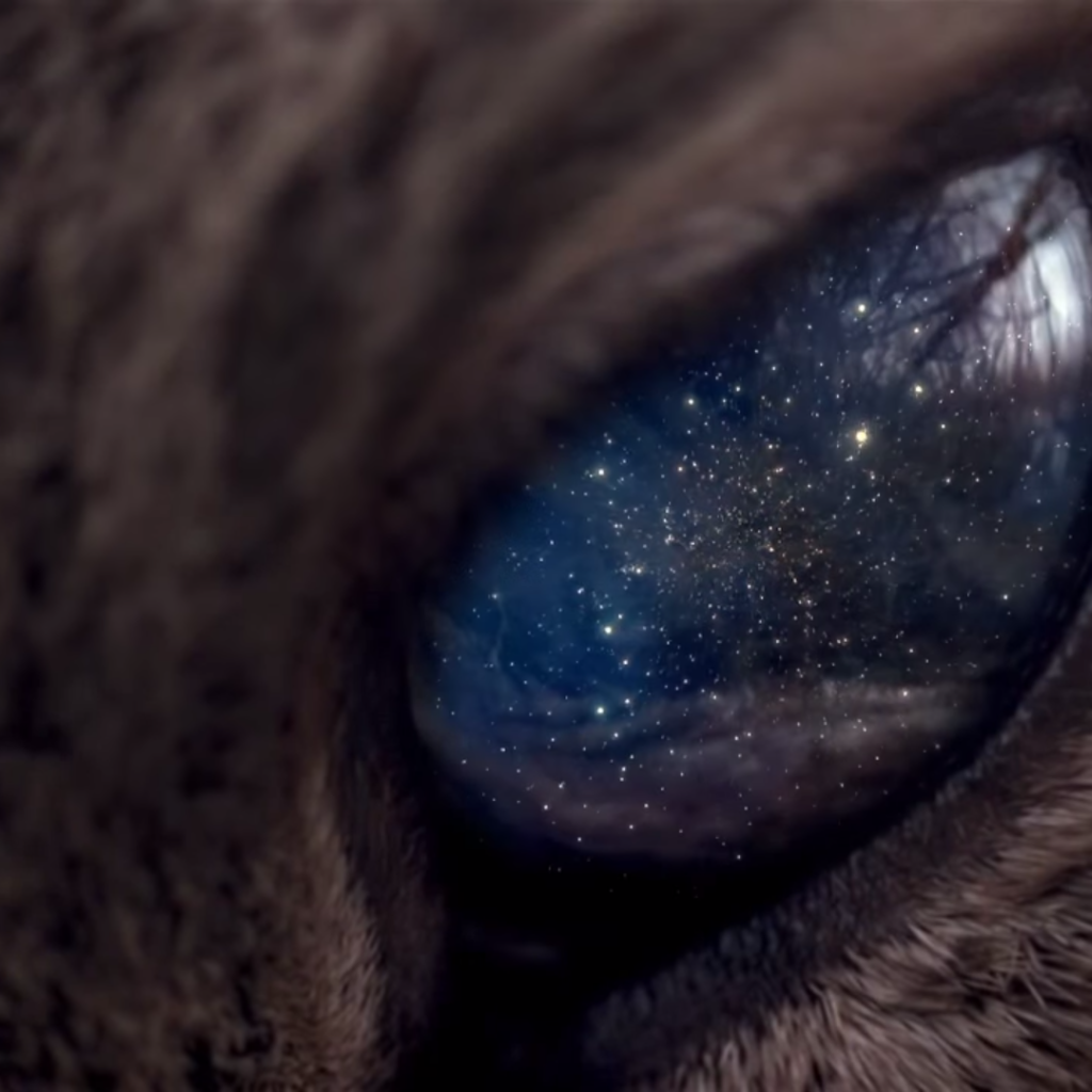 Вселенная в глазу животного
