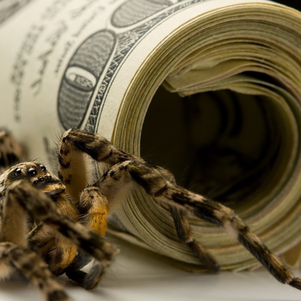 Spider and the pack of dollars