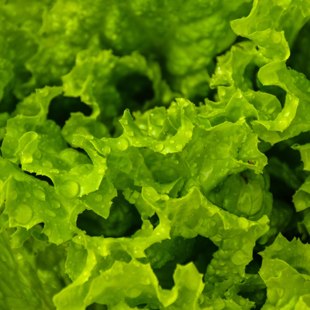 Листья зеленого салата