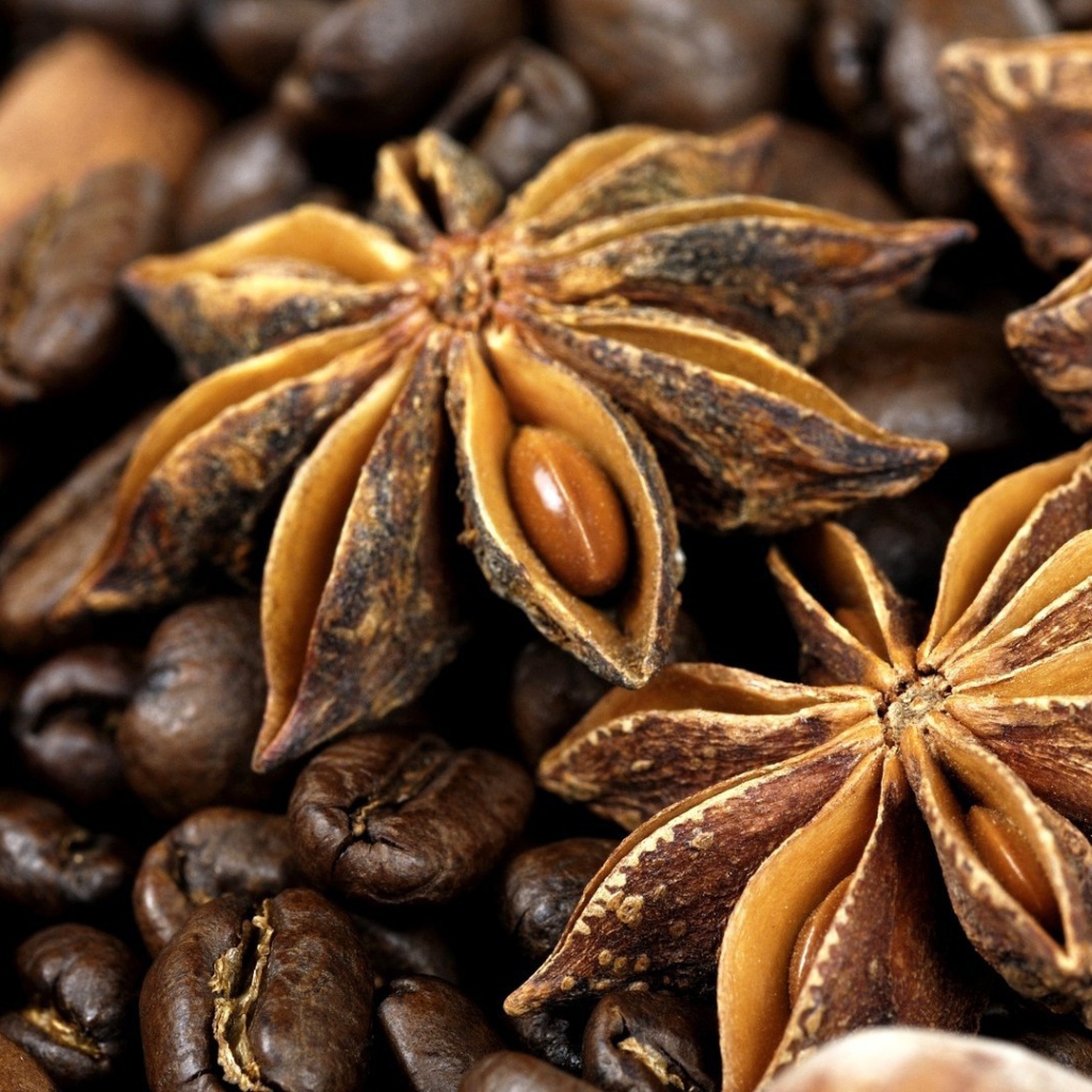 Плоды бадьянового дерева