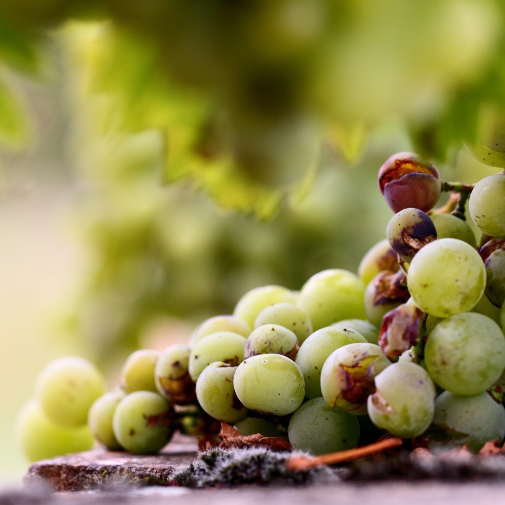 Кисть подпорченного винограда