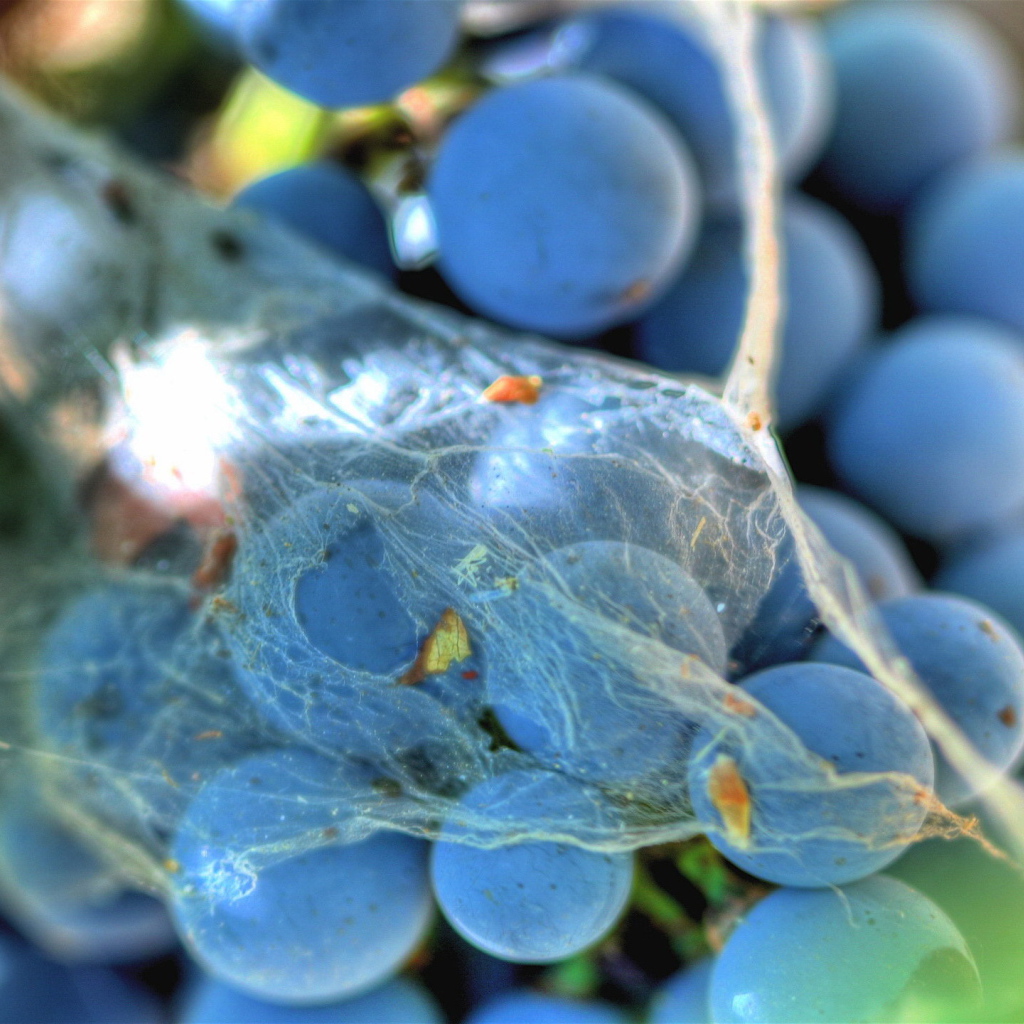 Паутинка на винограде