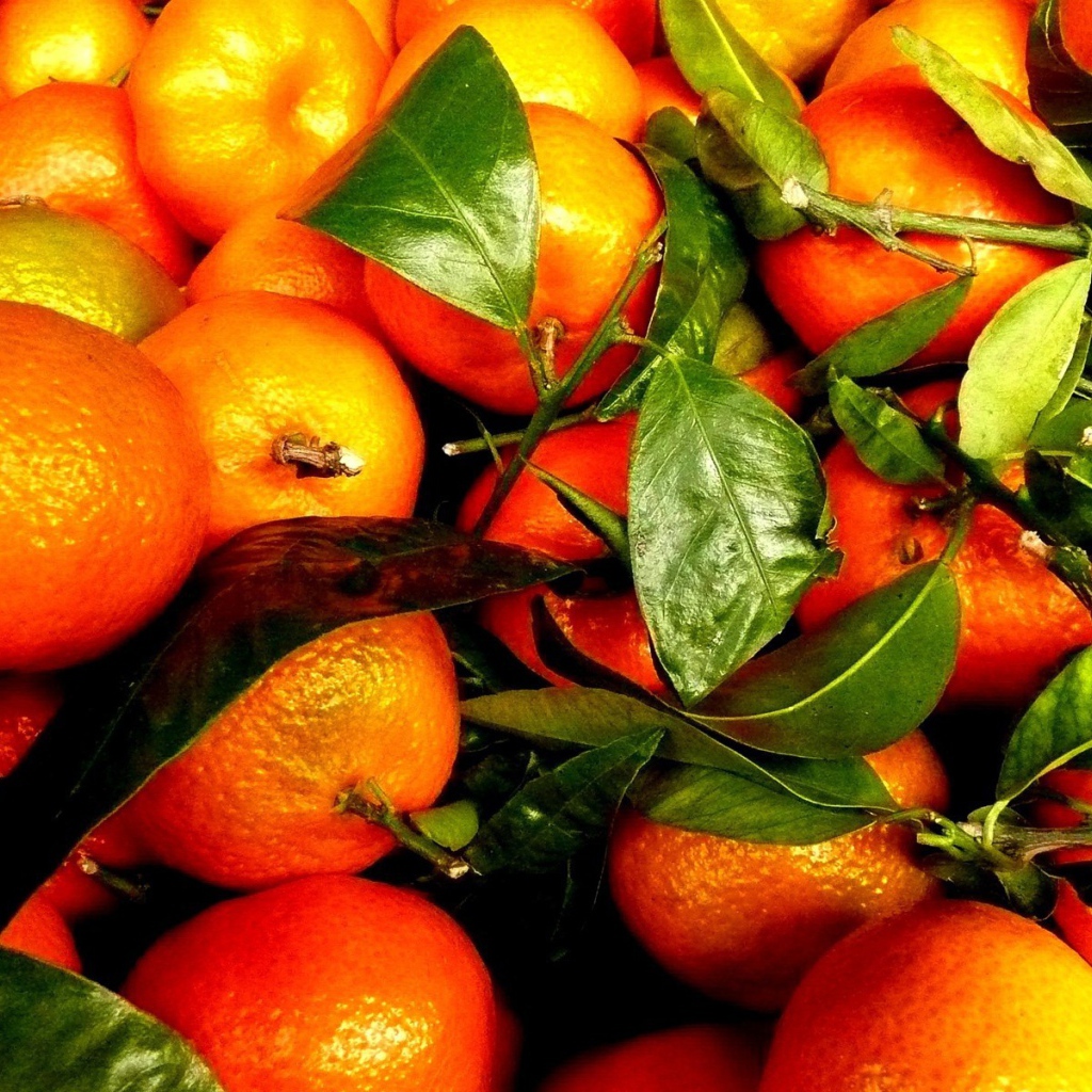 Зрелые плоды и веточки с апельсинового дерева