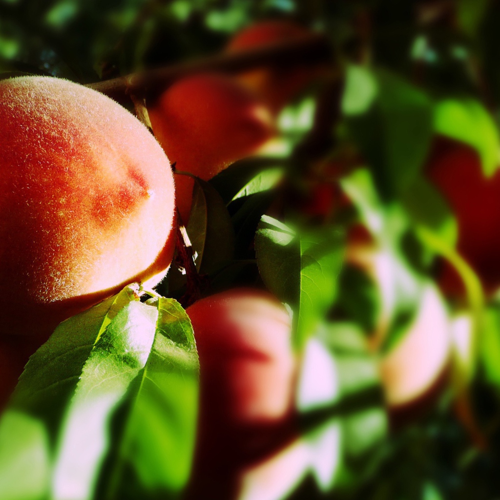 Спелые плоды персика на ветке