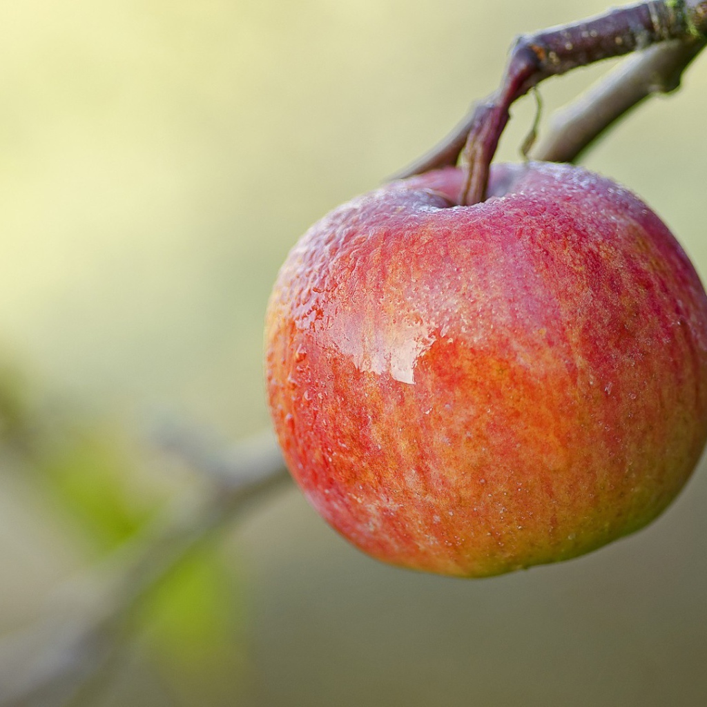 Спелое красное яблоко на ветке