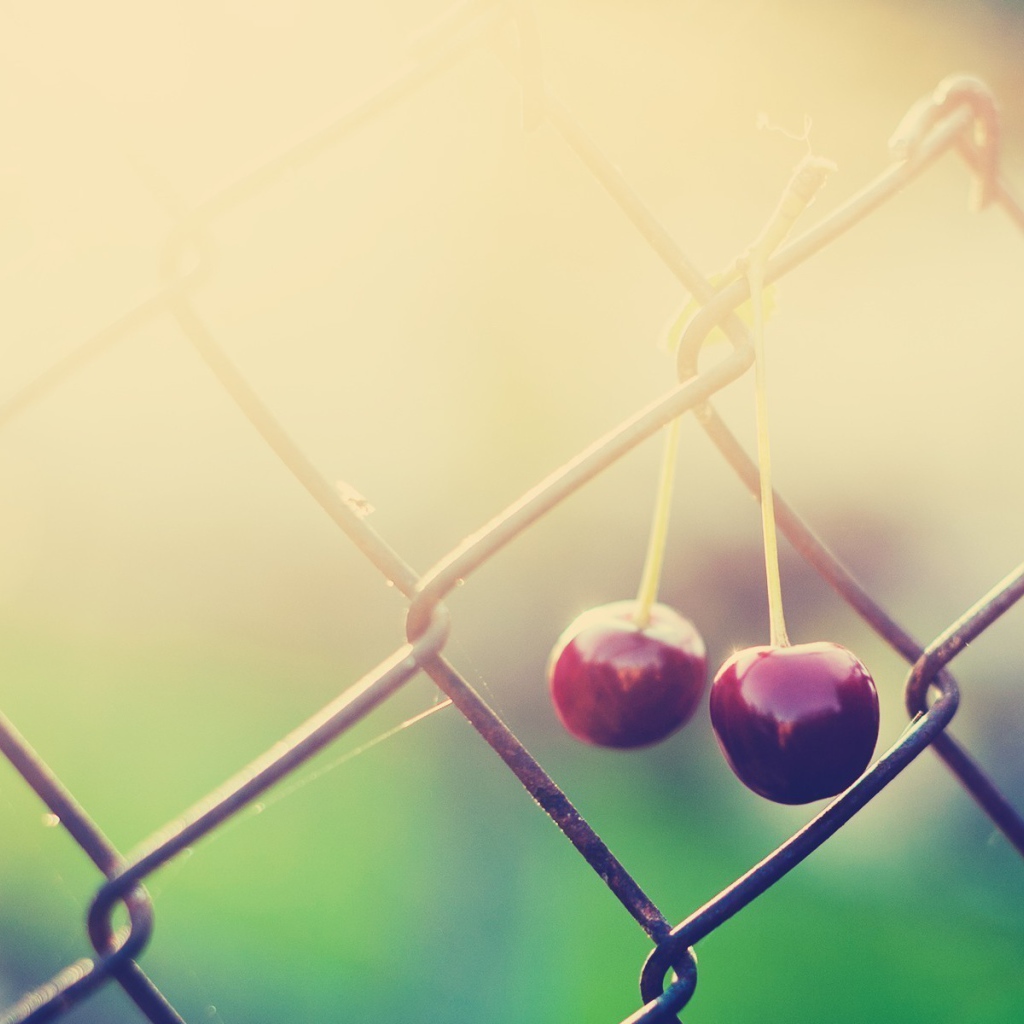 Две вишни висят на сетке
