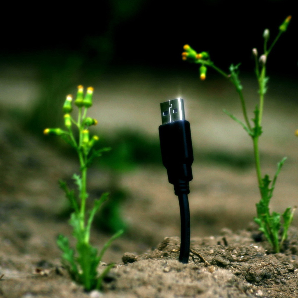 Весной прорастают штеккеры