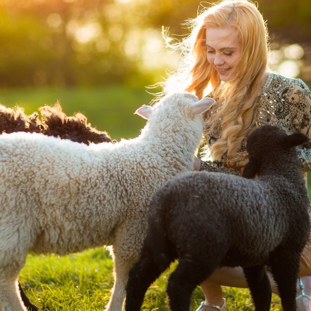 Девушка играет с овечками
