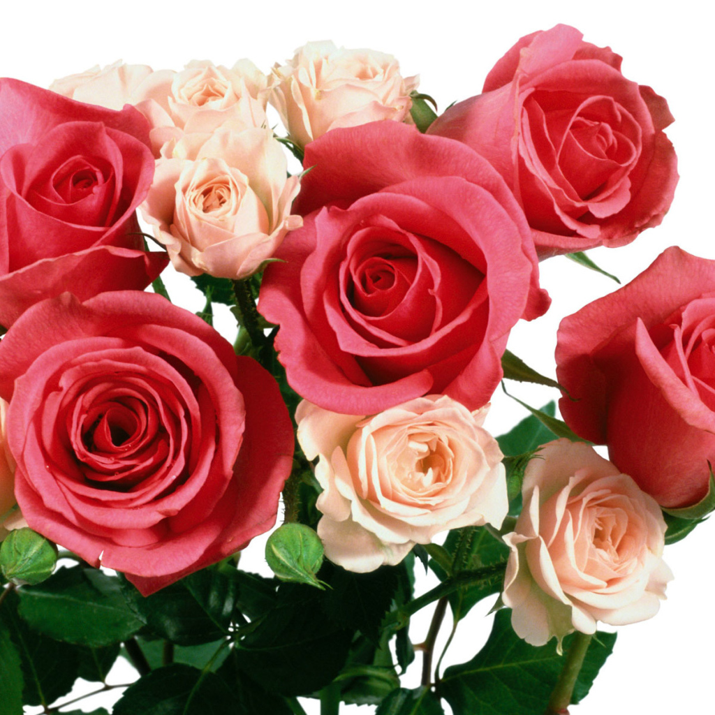 Букет из алых и бежевых роз на 8 марта