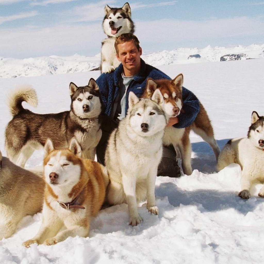 Собаки из фильма Белый плен