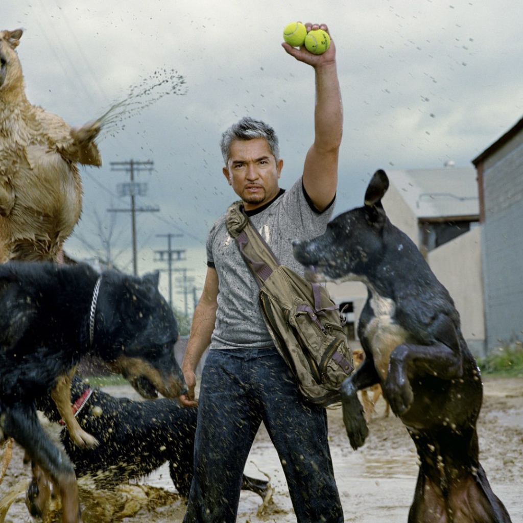Фильм Переводчик с собачьего