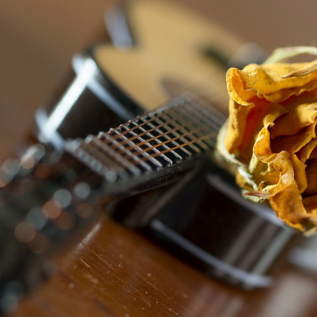 Желтая роза на гитаре