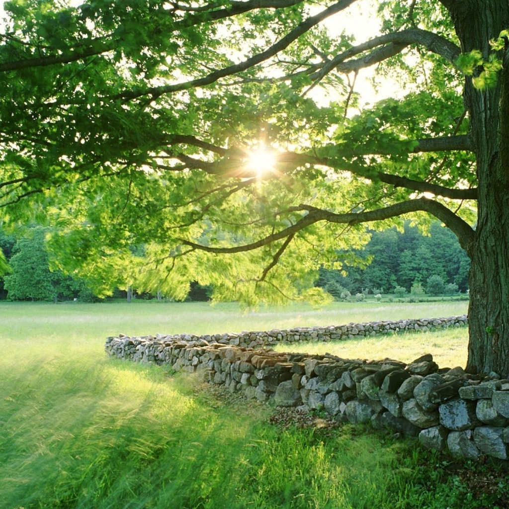 Забор из диких камней по краю участка