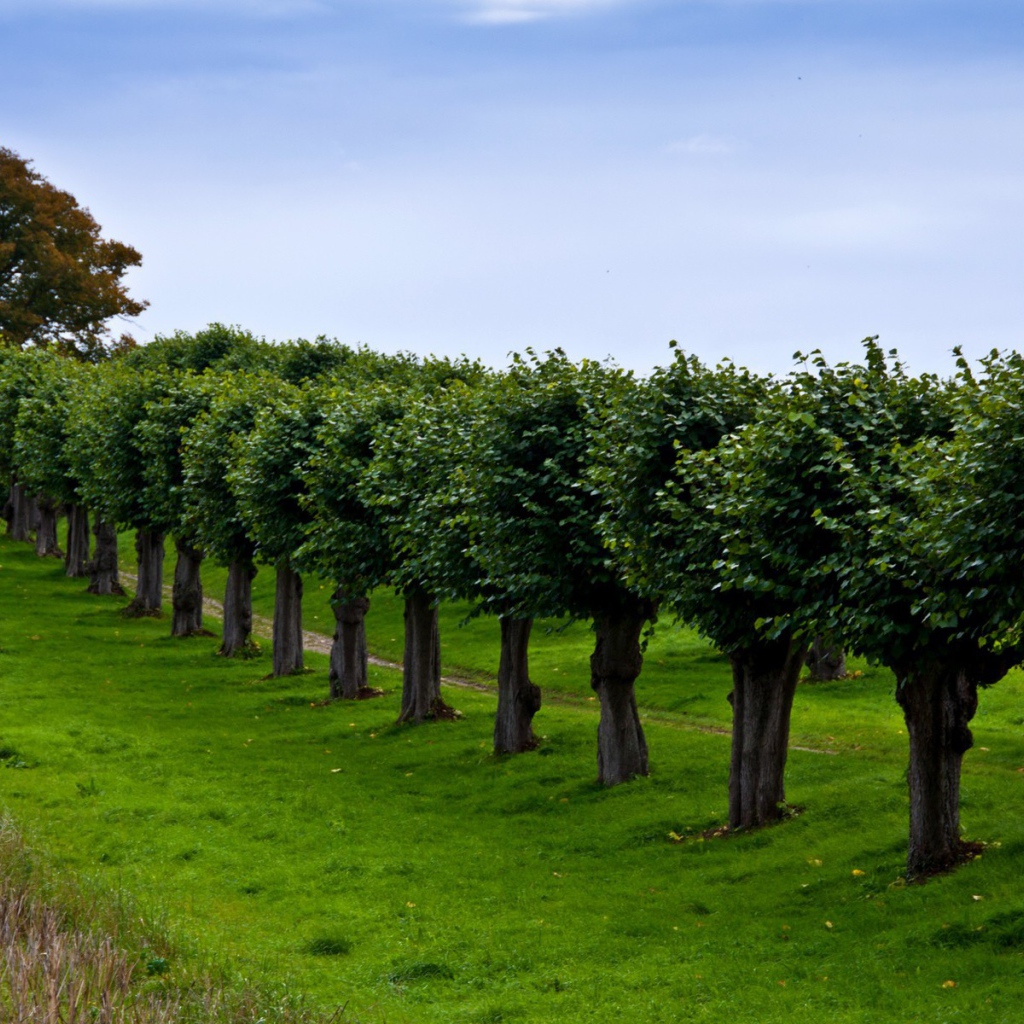 Ряд подстриженных деревьев вдоль тропинки