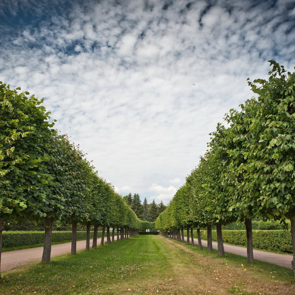 Аккуратная аллея лиственных деревьев