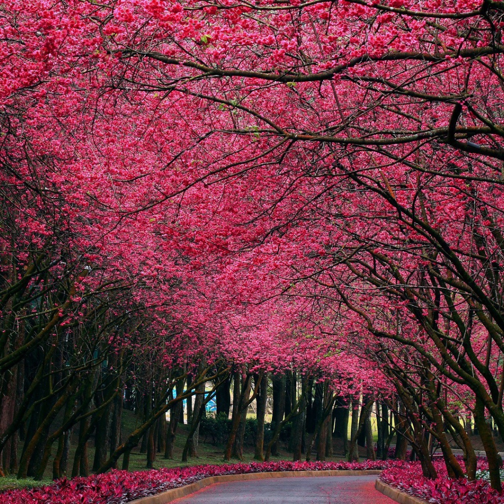 Аллея под розовыми цветами