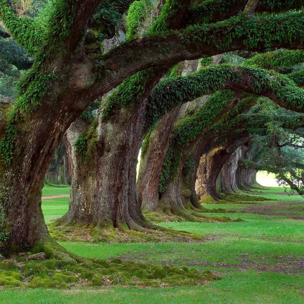 Аллея старых могучих деревьев в парке