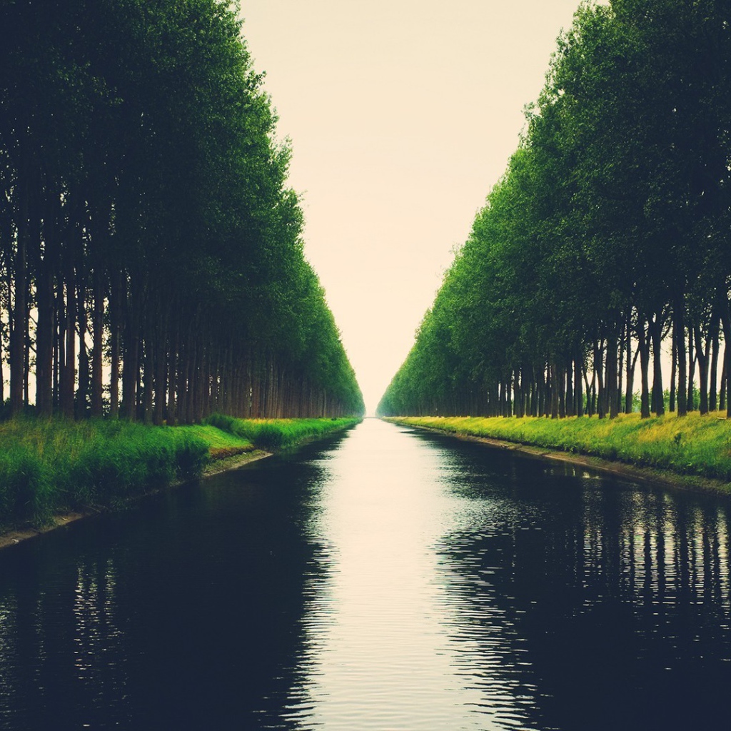 Аллея деревьев на берегу канала
