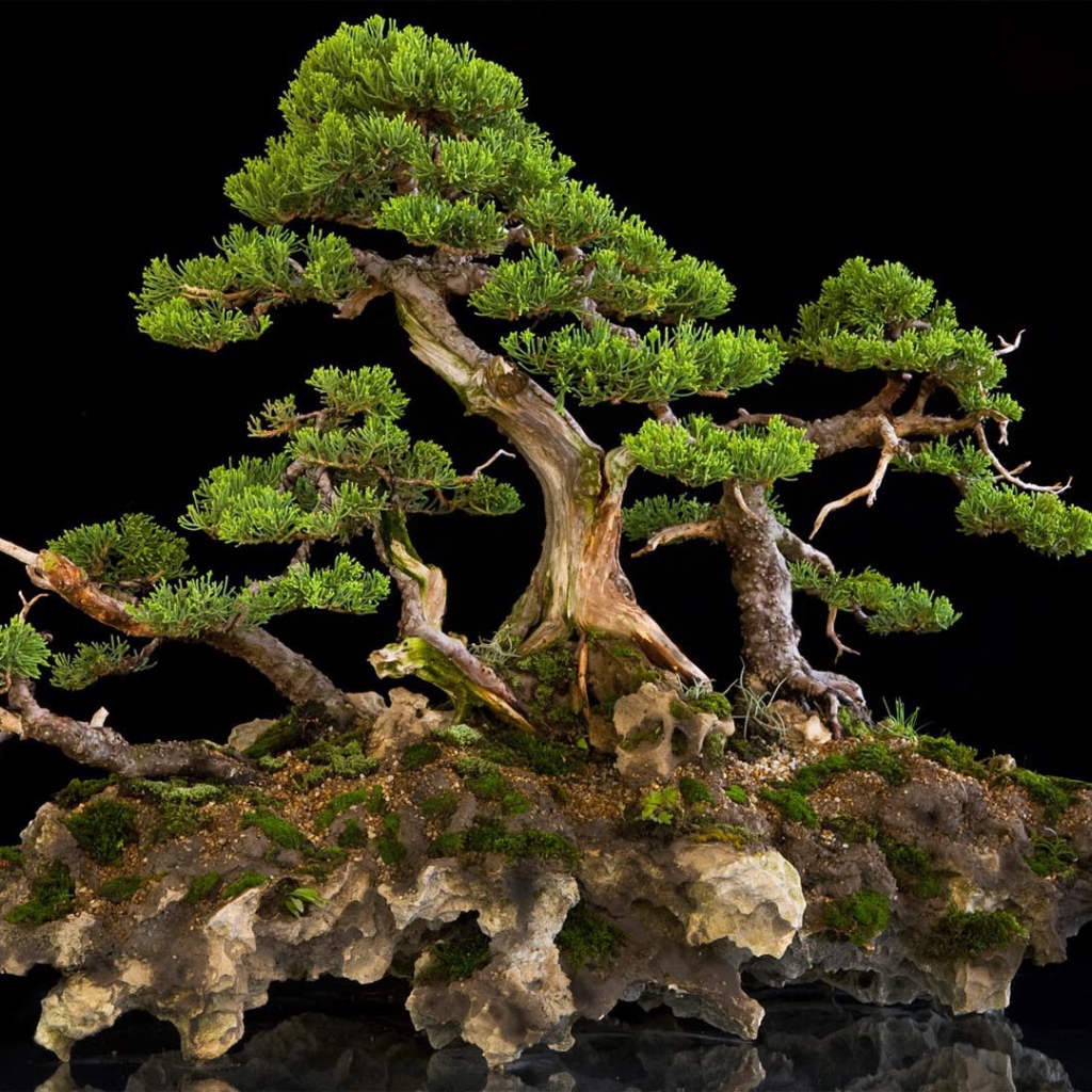 Красивый бонсай на черном фоне