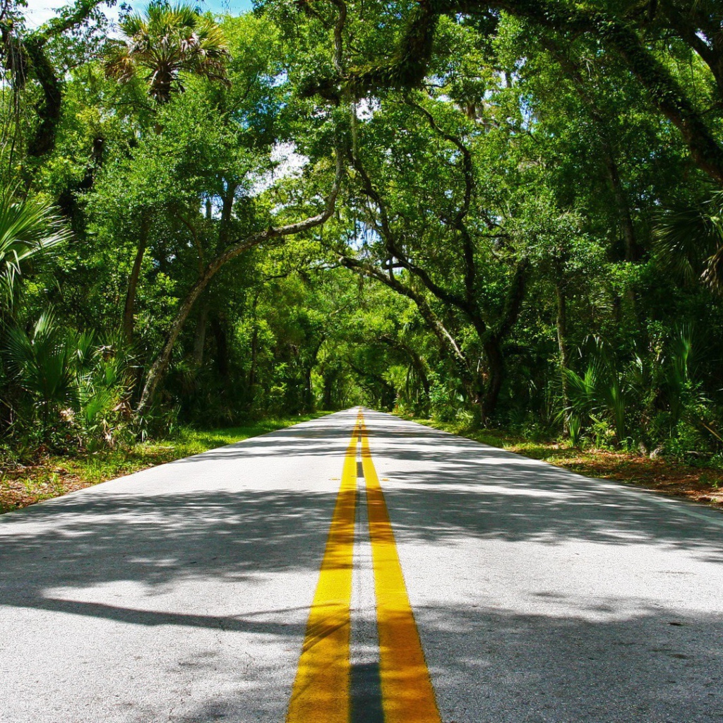 Красивая дорога в тропиках