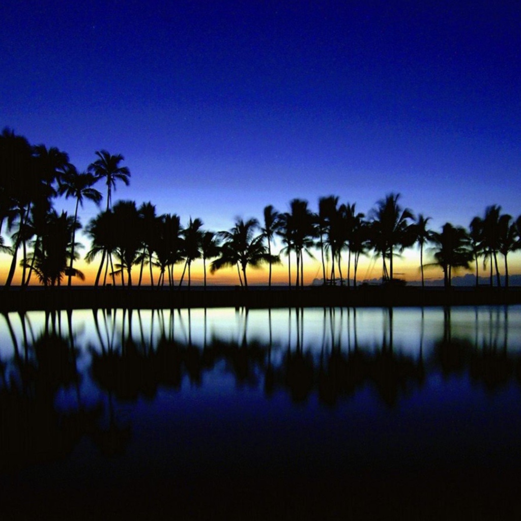 Темные силуэты пальм на фоне неба