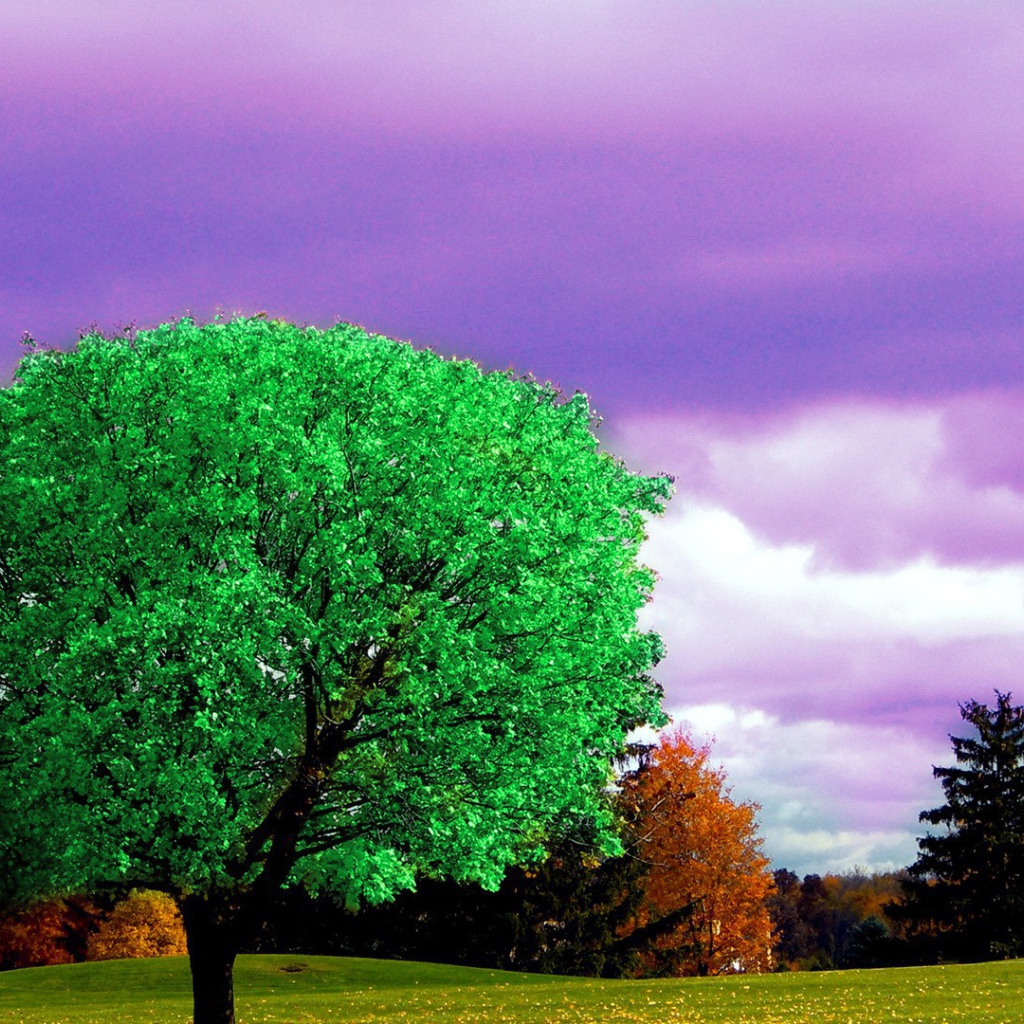 Ярко зеленое дерево на фоне осени
