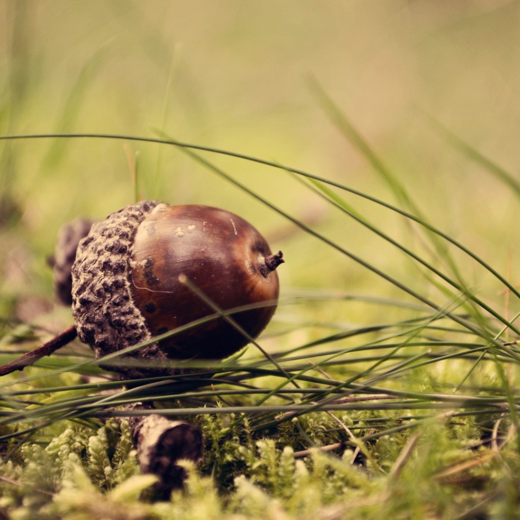 Коричневый желудь на траве