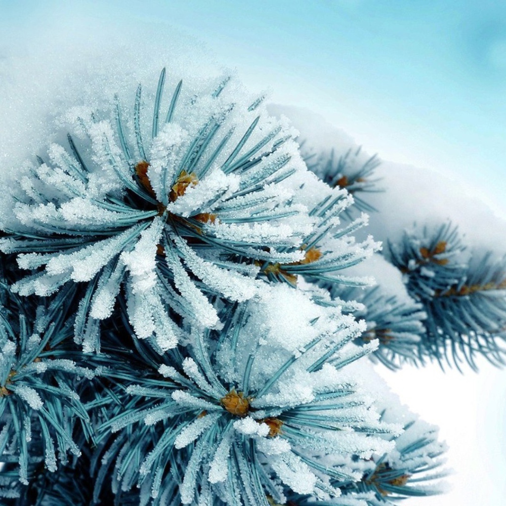 Елку припорошило снегом