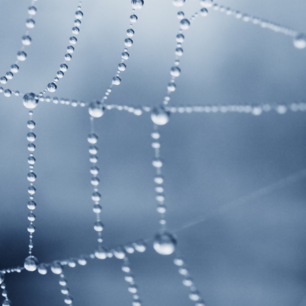 Роса покрыла паутину