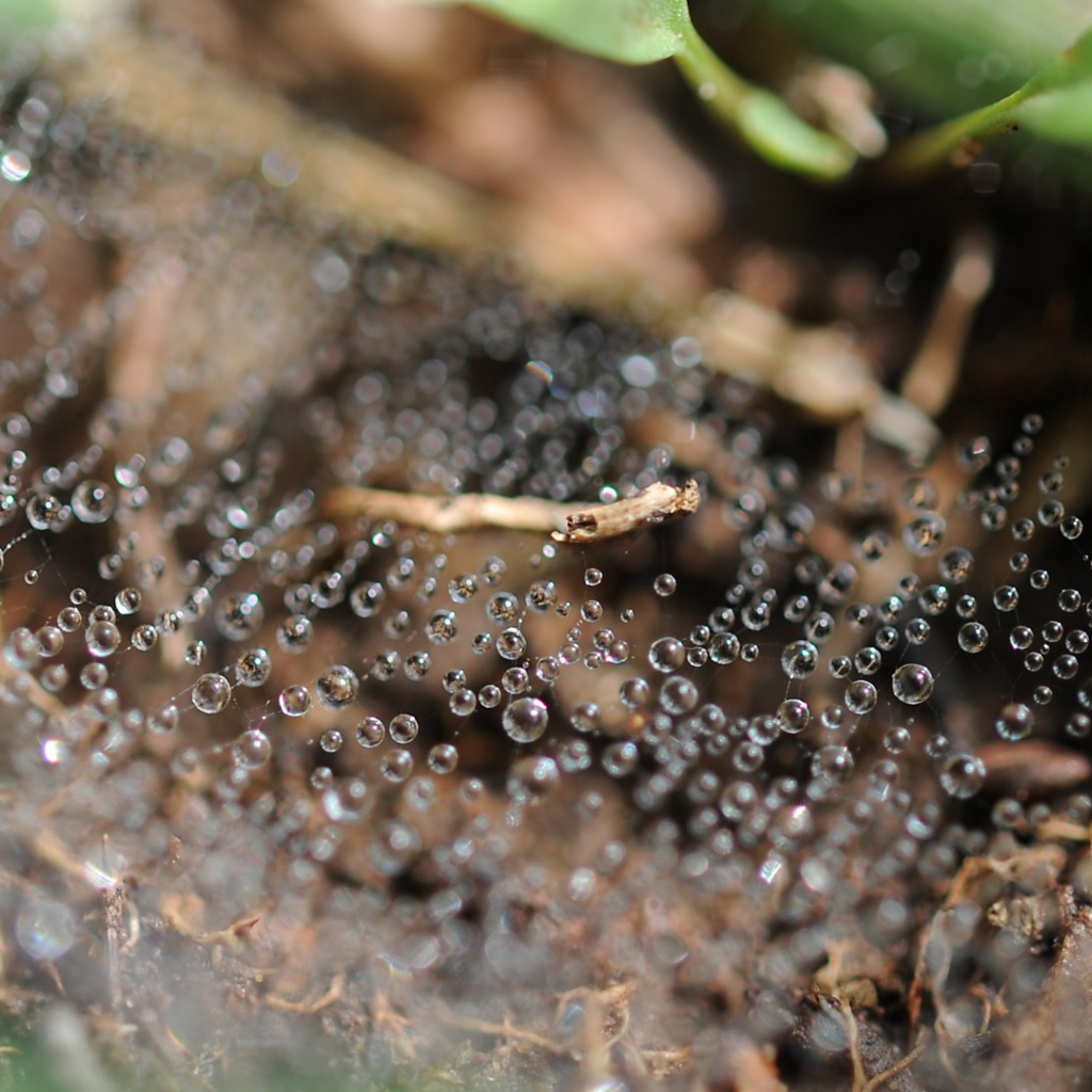 Капли росы на паутине