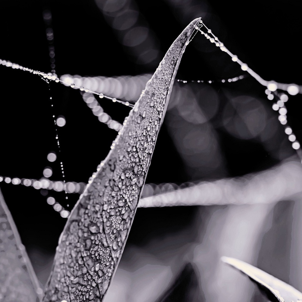 Роса на нитях паутины между травой